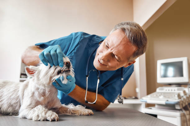 Best Emergency Treatment for Oral Infections in Schwenksville, PA
